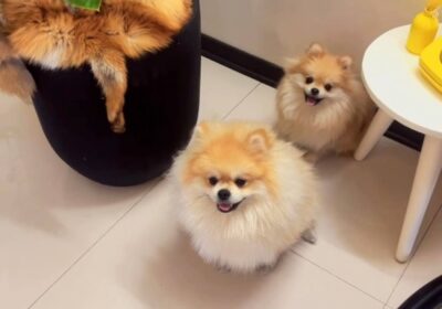 237320e7-59dd-4e4c-907a-947887b356da