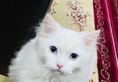 736A1C79-F877-4917-84CD-8F3C555448D6