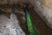 فروش طاوس
