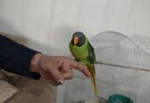 طوطی