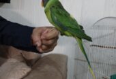 طوطی