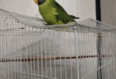 طوطی
