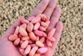 ممپلی ومغز ممپلی