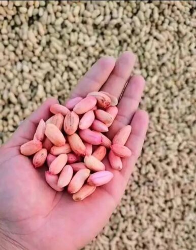 ممپلی ومغز ممپلی