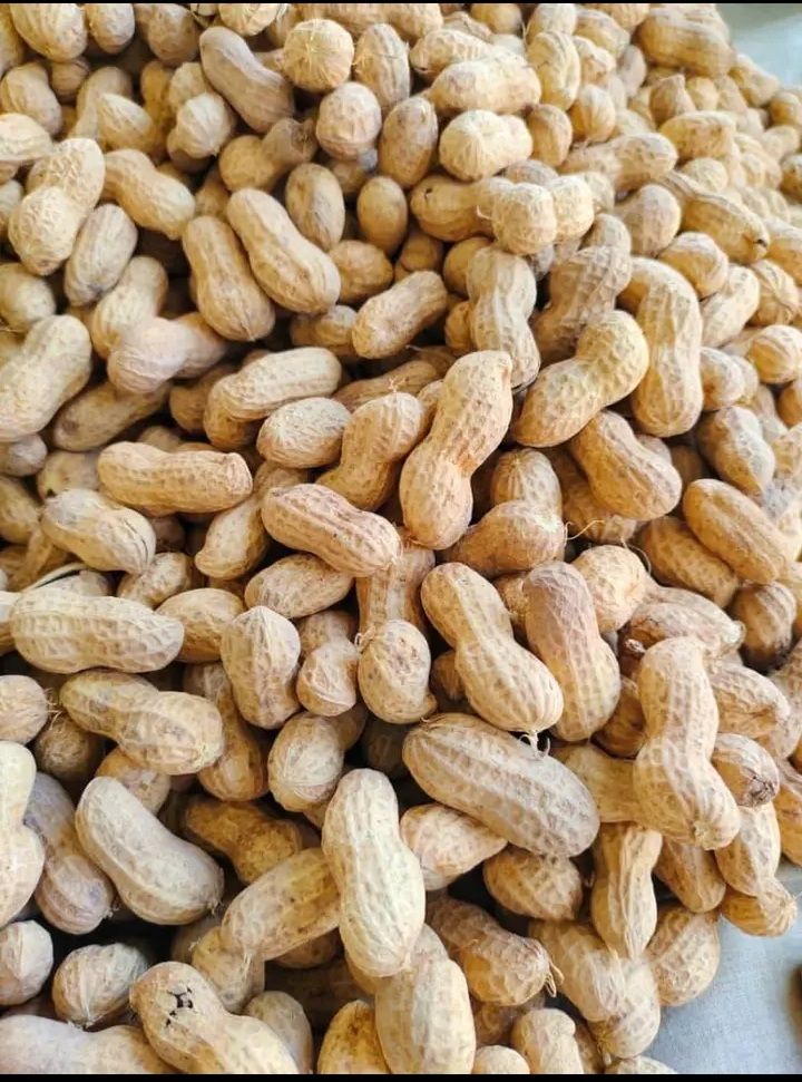 ممپلی ومغز ممپلی