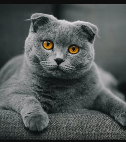پشک