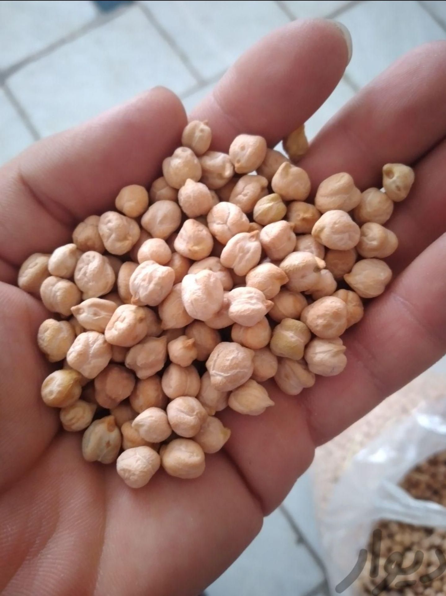 نخودایرانی