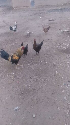 مرغ خوراز