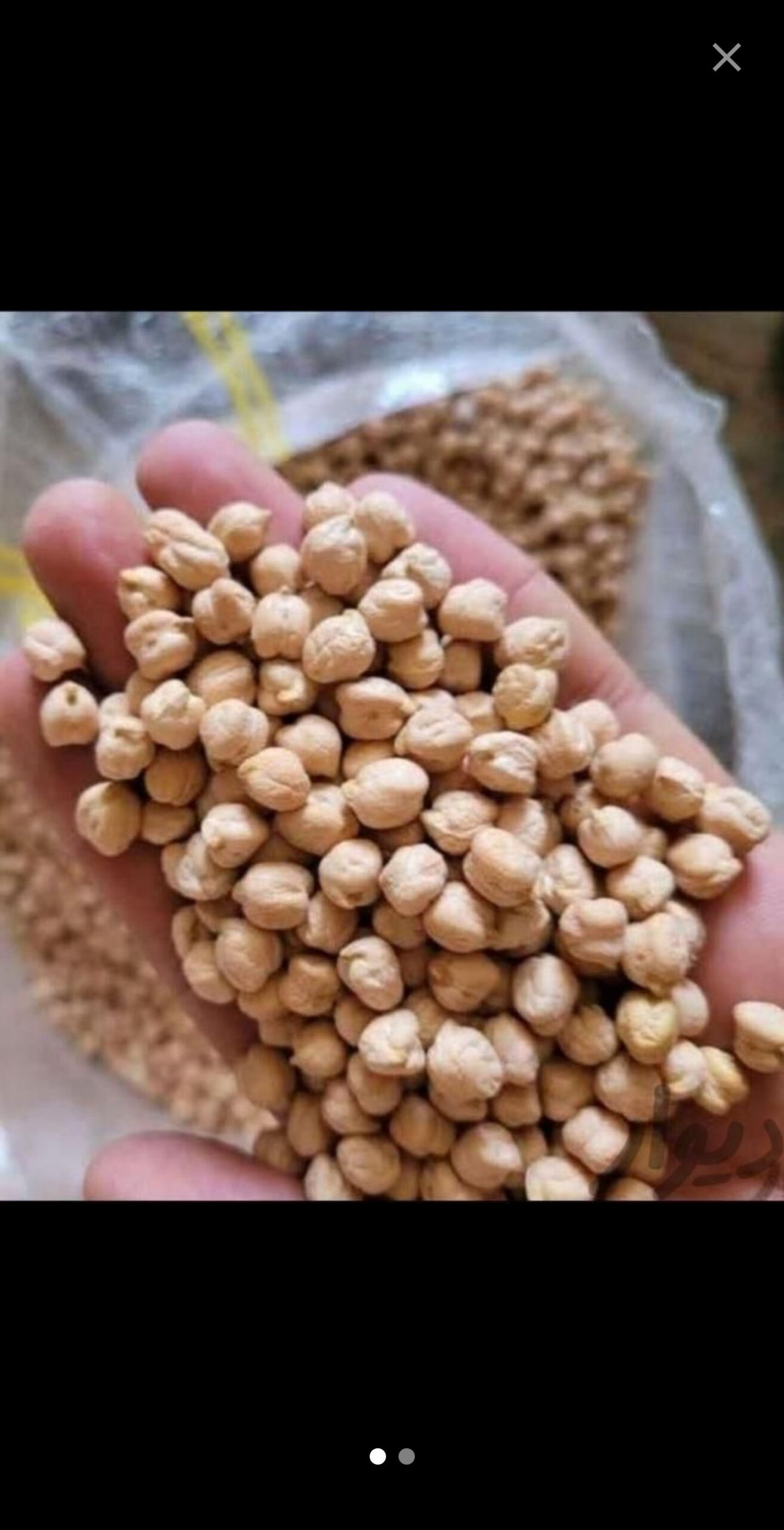 نخودایرانی