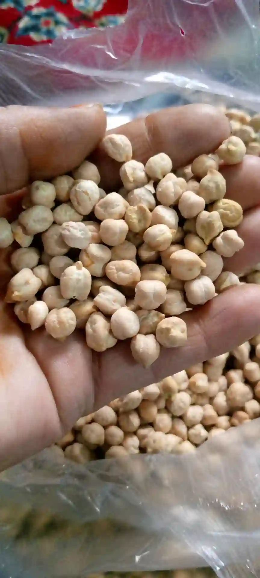 نخودایرانی