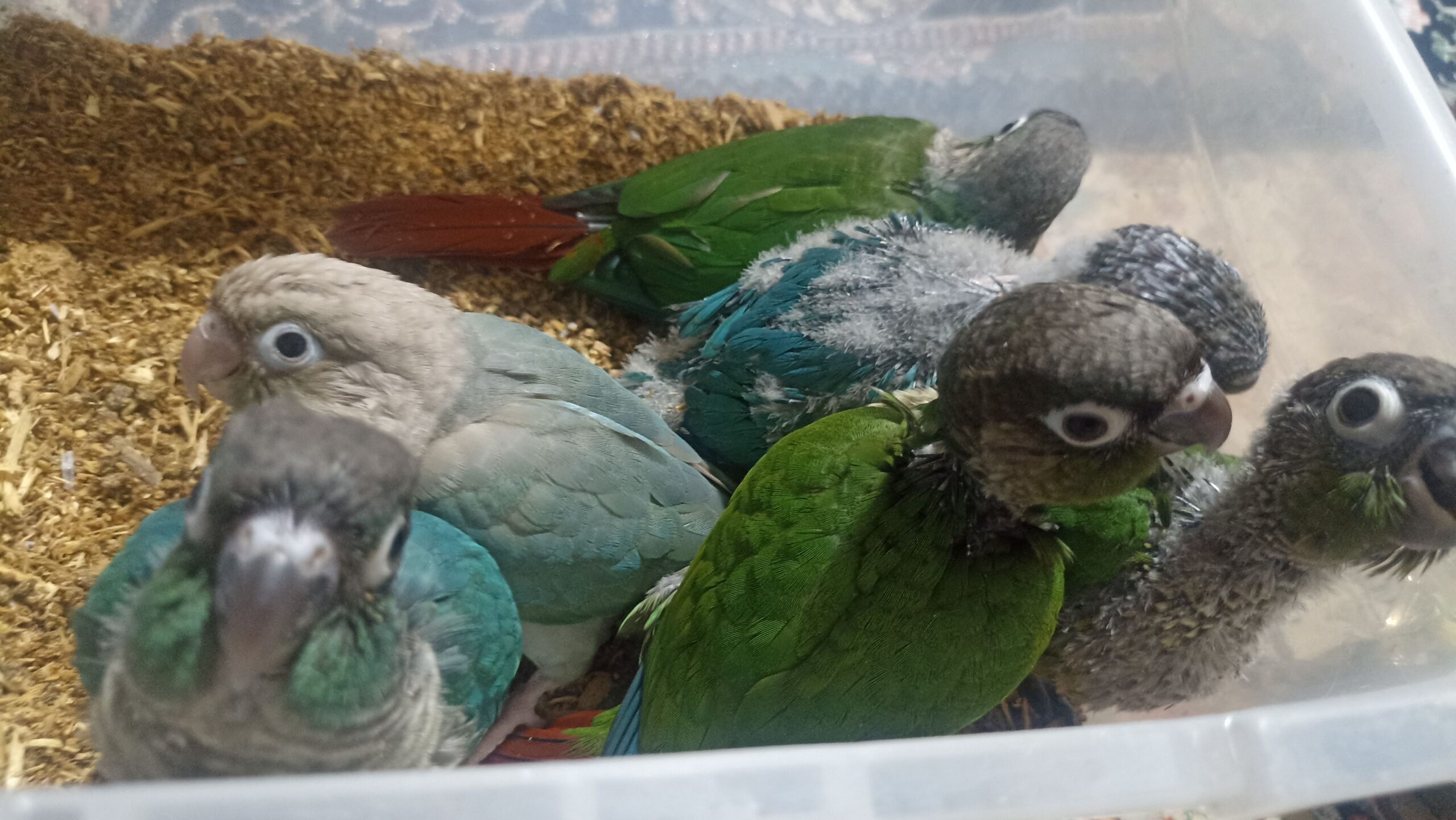 گرنچیک جوجه سریلاکی سرحال و خوش رنگ