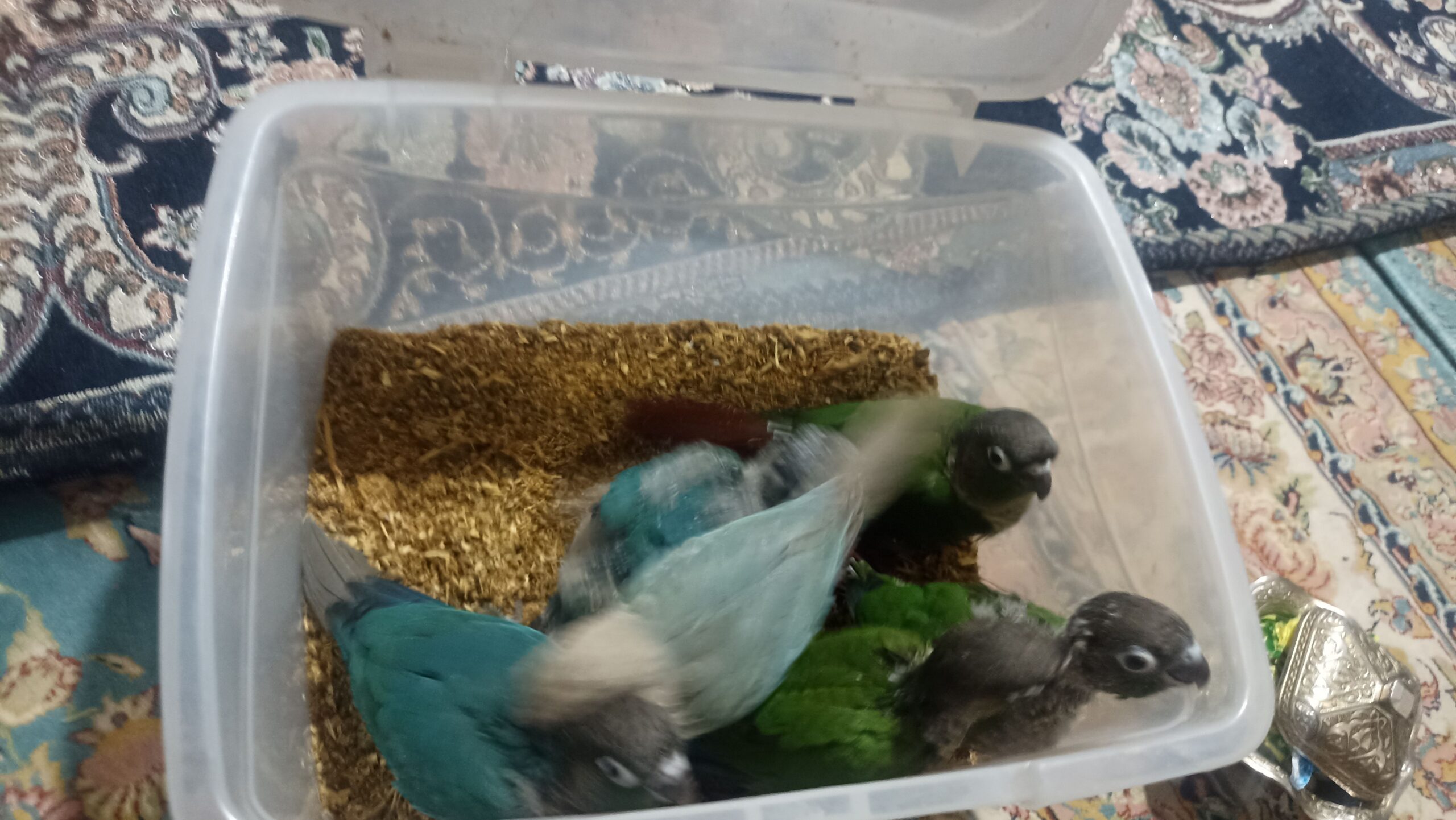 گرنچیک جوجه سریلاکی سرحال و خوش رنگ