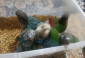 گرنچیک جوجه سریلاکی سرحال و خوش رنگ