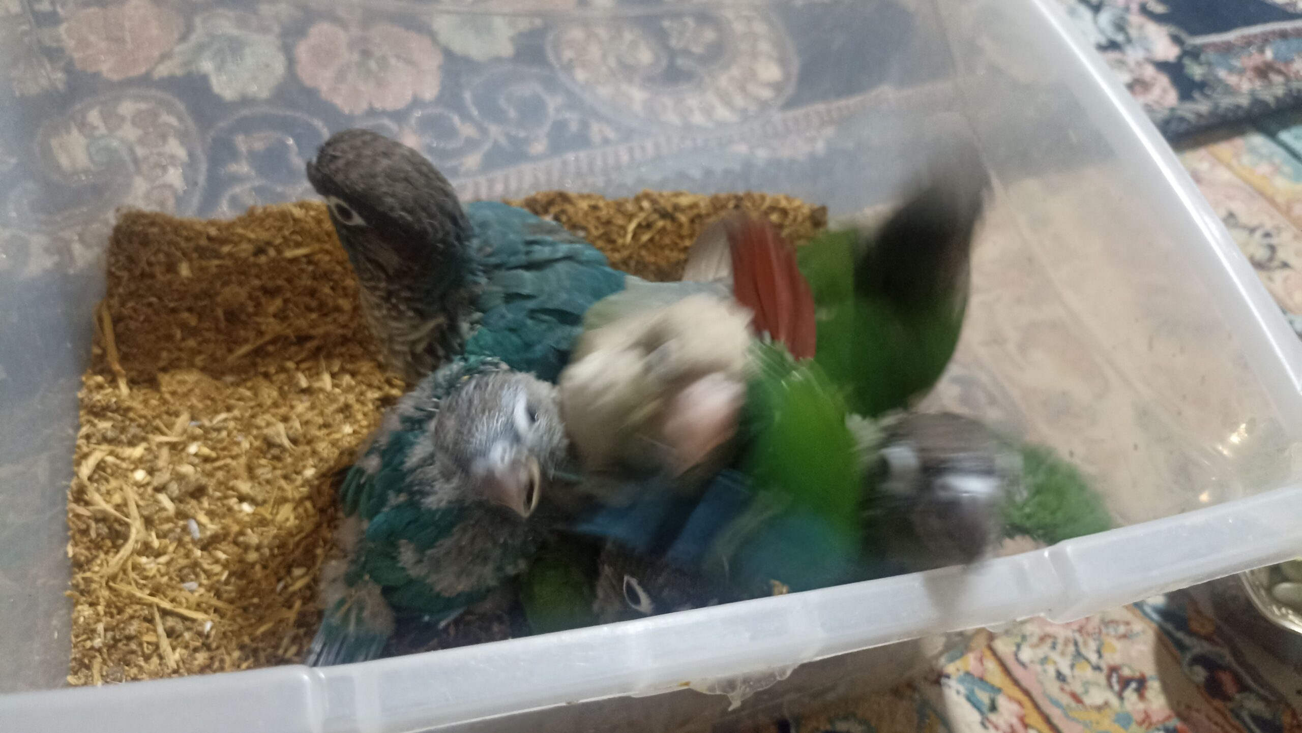 گرنچیک جوجه سریلاکی سرحال و خوش رنگ