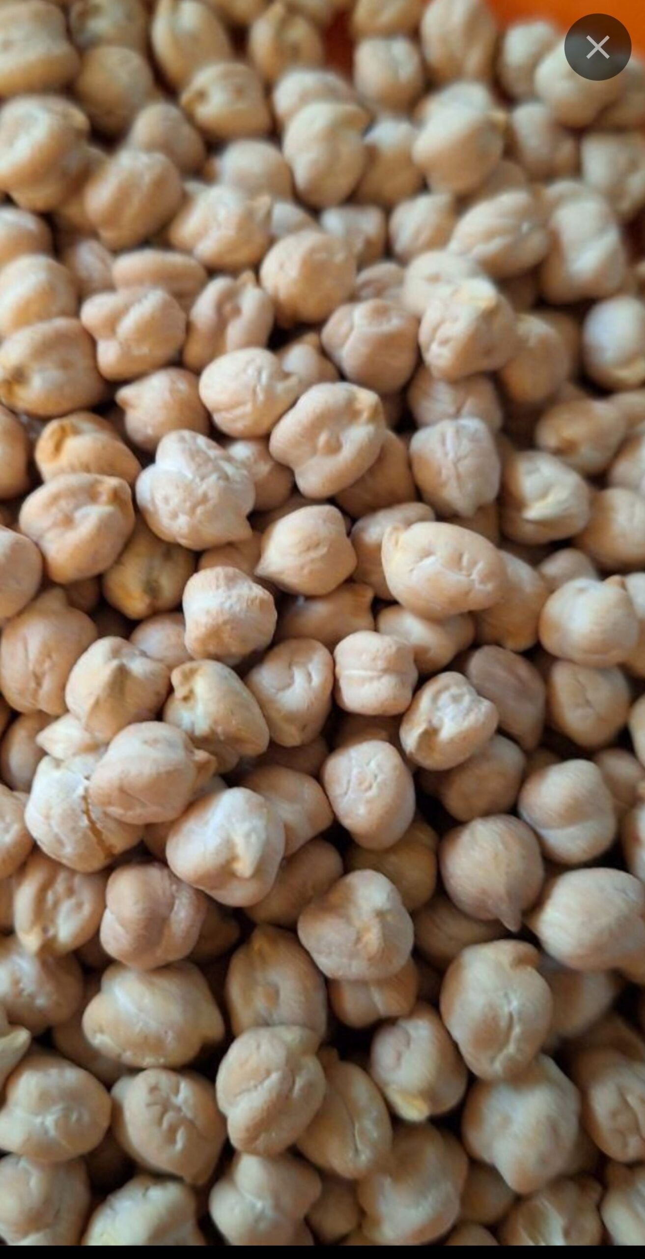 نخودایرانی