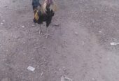 مرغ خوراز
