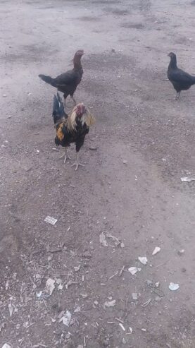 مرغ خوراز