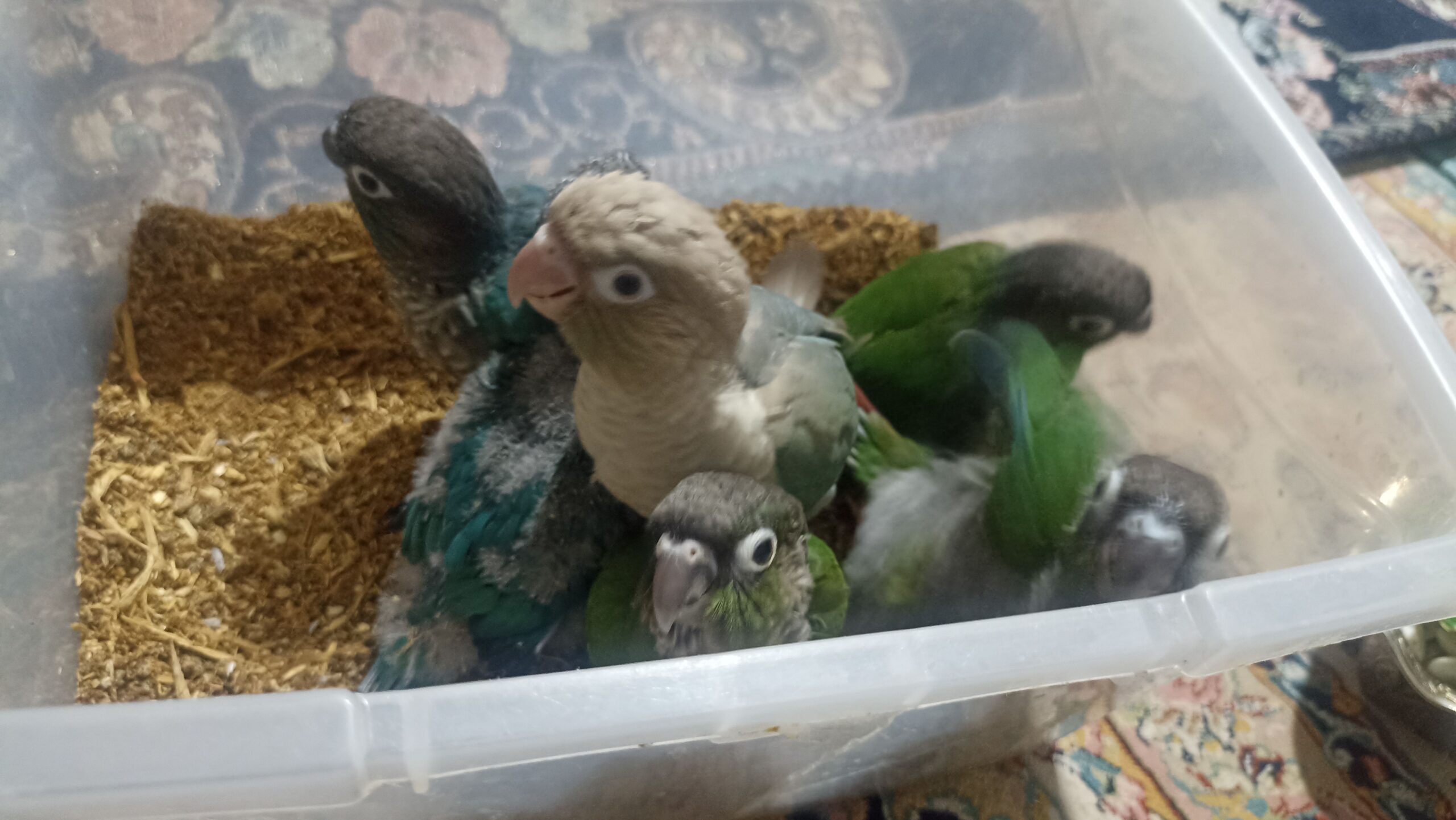 گرنچیک جوجه سریلاکی سرحال و خوش رنگ