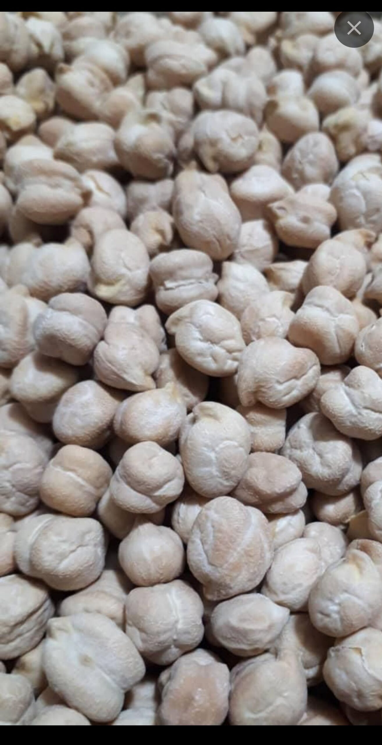 نخودایرانی