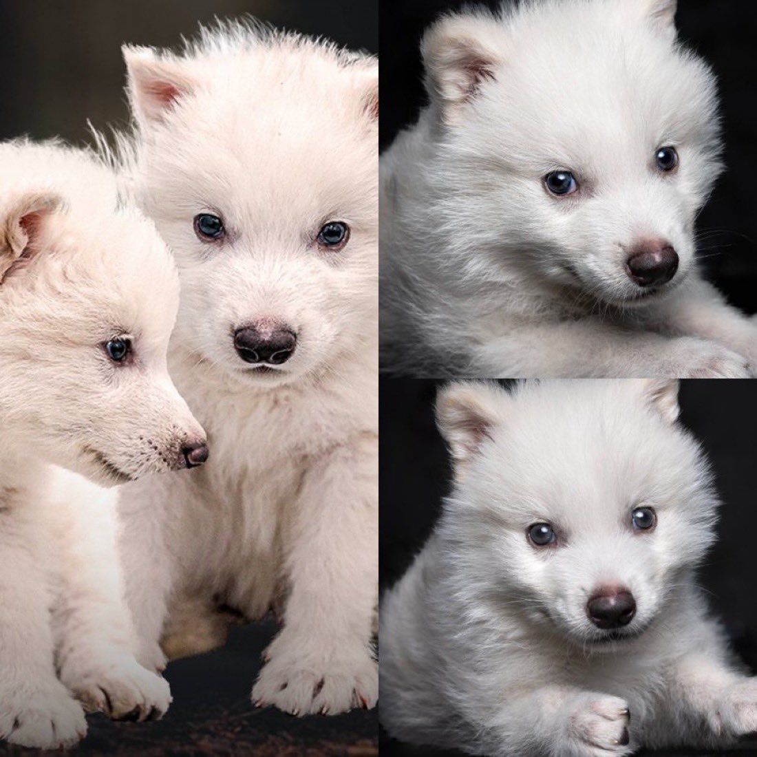 حیوانات منقرض شده امدن بعد از ۱۲ هزار سال