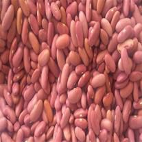 لوبیا کپسولی تخاری
