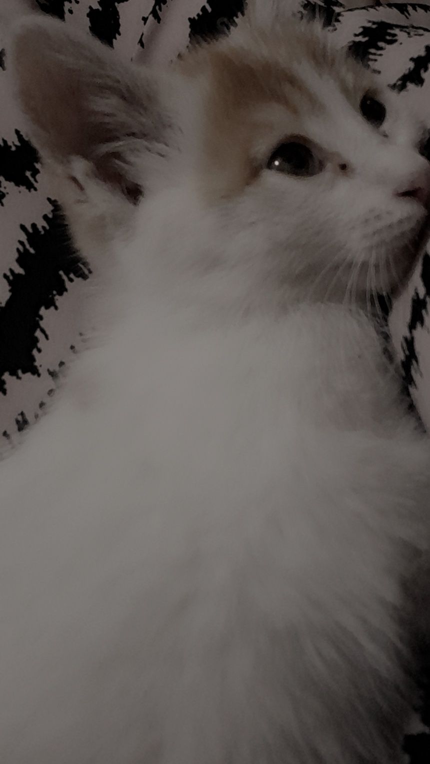 پشک خانگی منزل