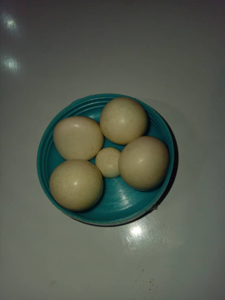 خریدارشهاب سنگ