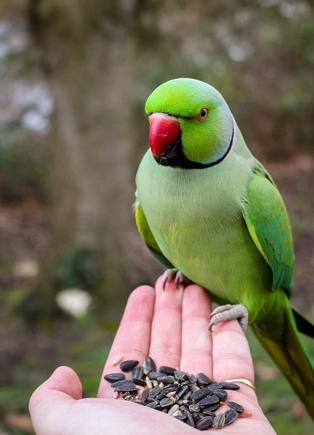 طوطی پاراکیت خوشرنگ برای فروش