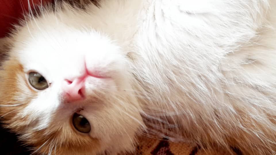 پشک خانگی منزل