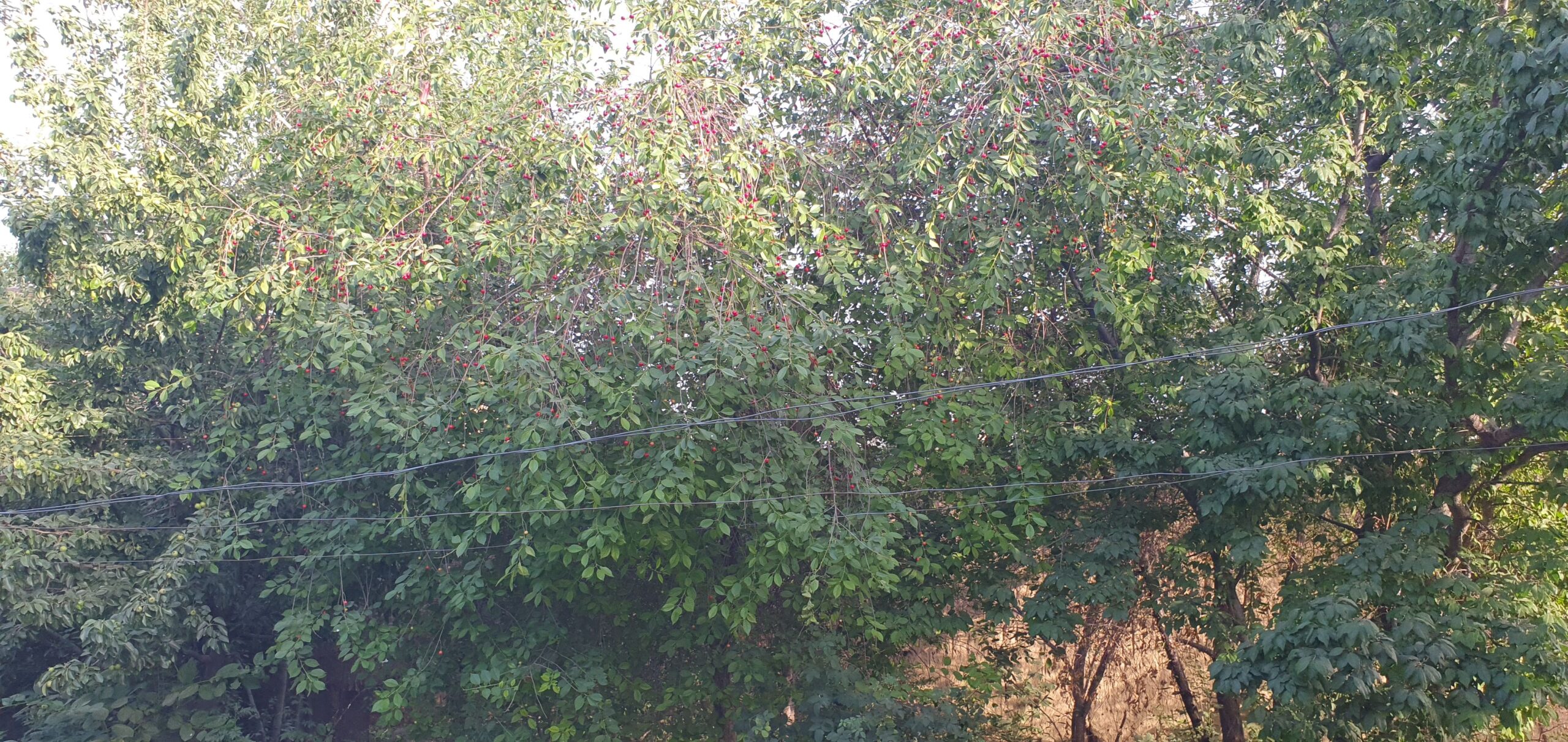 حولی فروشی مثل یک باغ