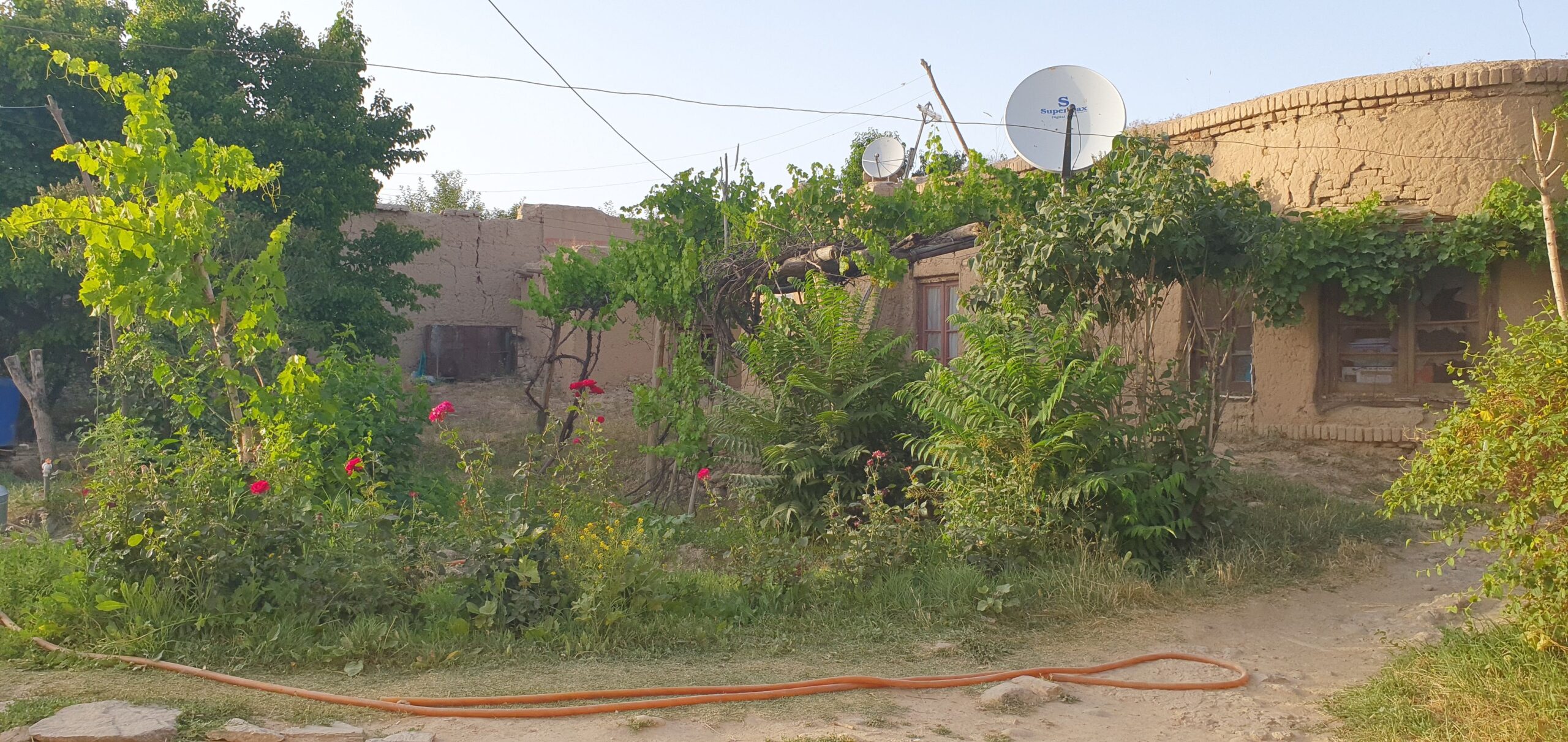 حولی فروشی مثل یک باغ