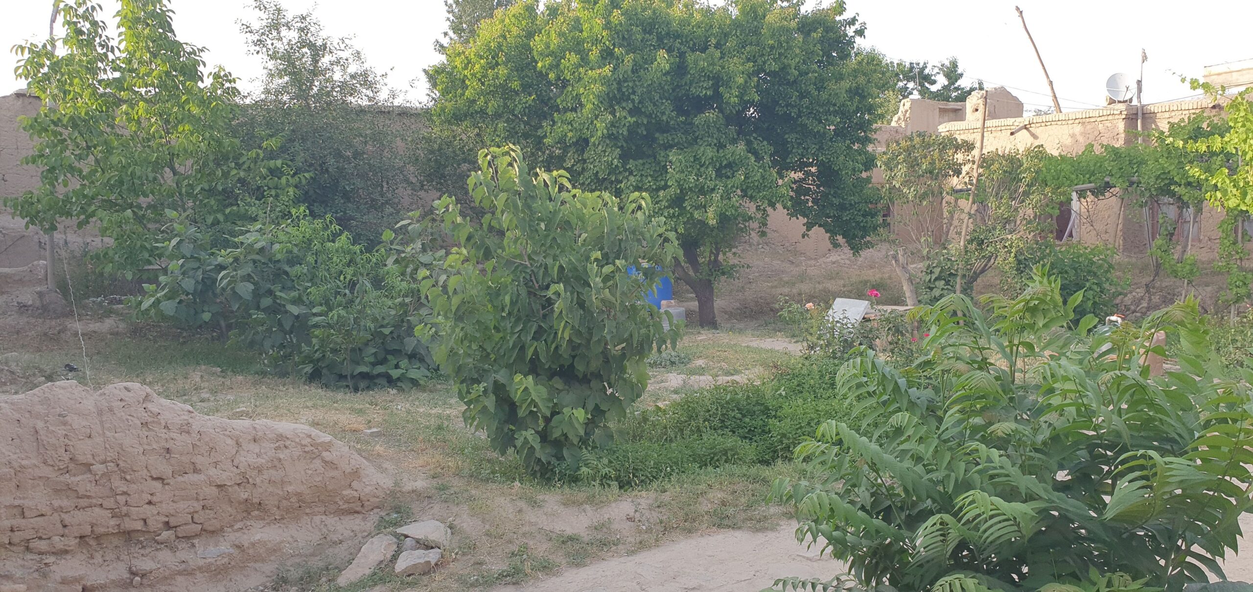 حولی فروشی مثل یک باغ