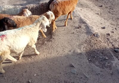 c8245d44-4482-4049-83a9-5184c83a4c33