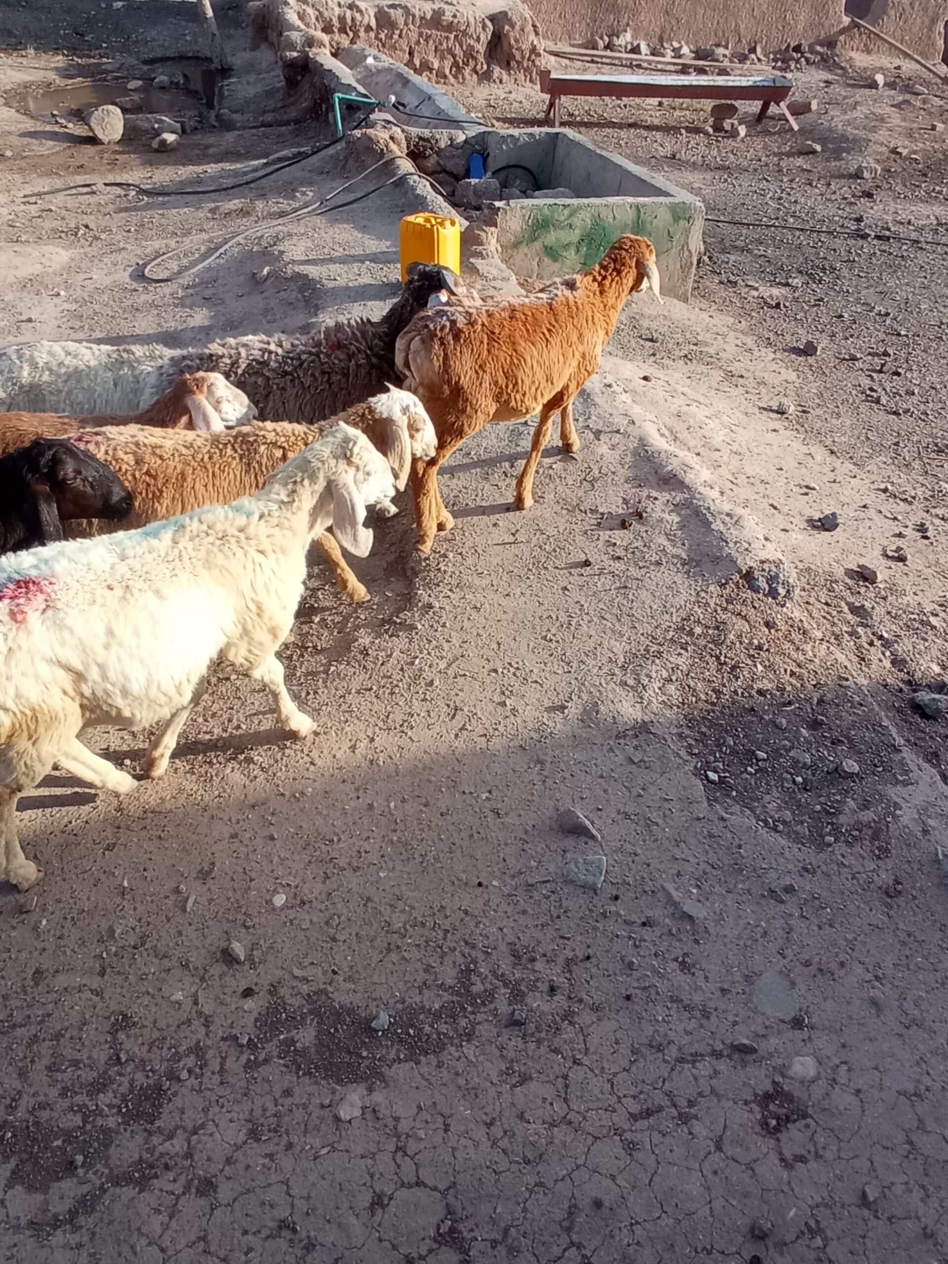 گوسفند زنده بز بره