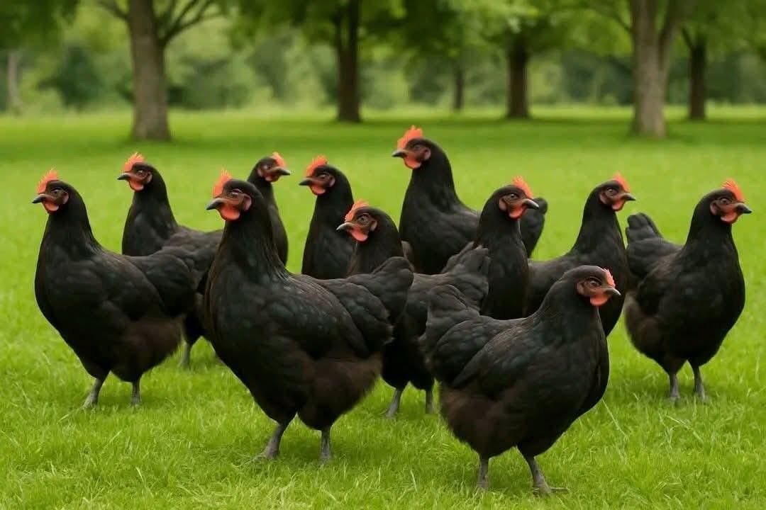 مرغ تخمی استرلوپ