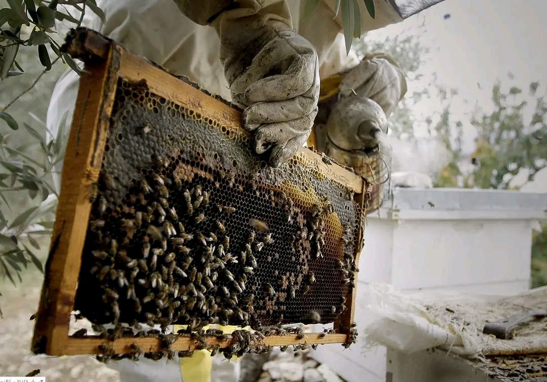 عسل اصلی باکیفیت