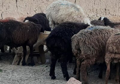 affc8906-5b69-448b-8afd-5a514596c322