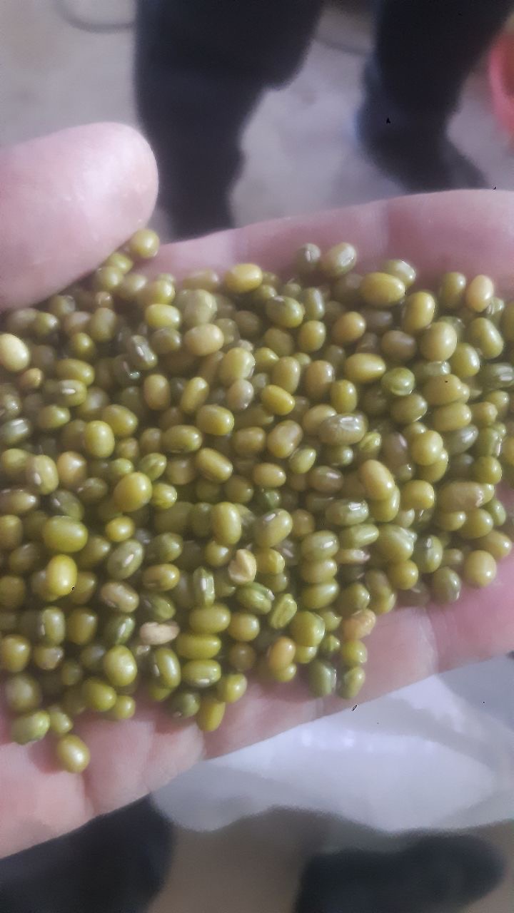 صادرات كليه موارد مورد نياز در افغانستان