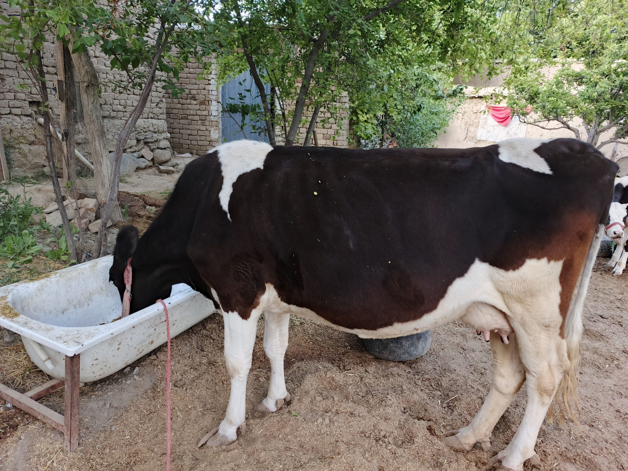 گاو زراعتی ایرانی اصلی