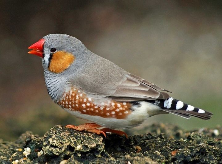 فروش پرنده ی زیبا