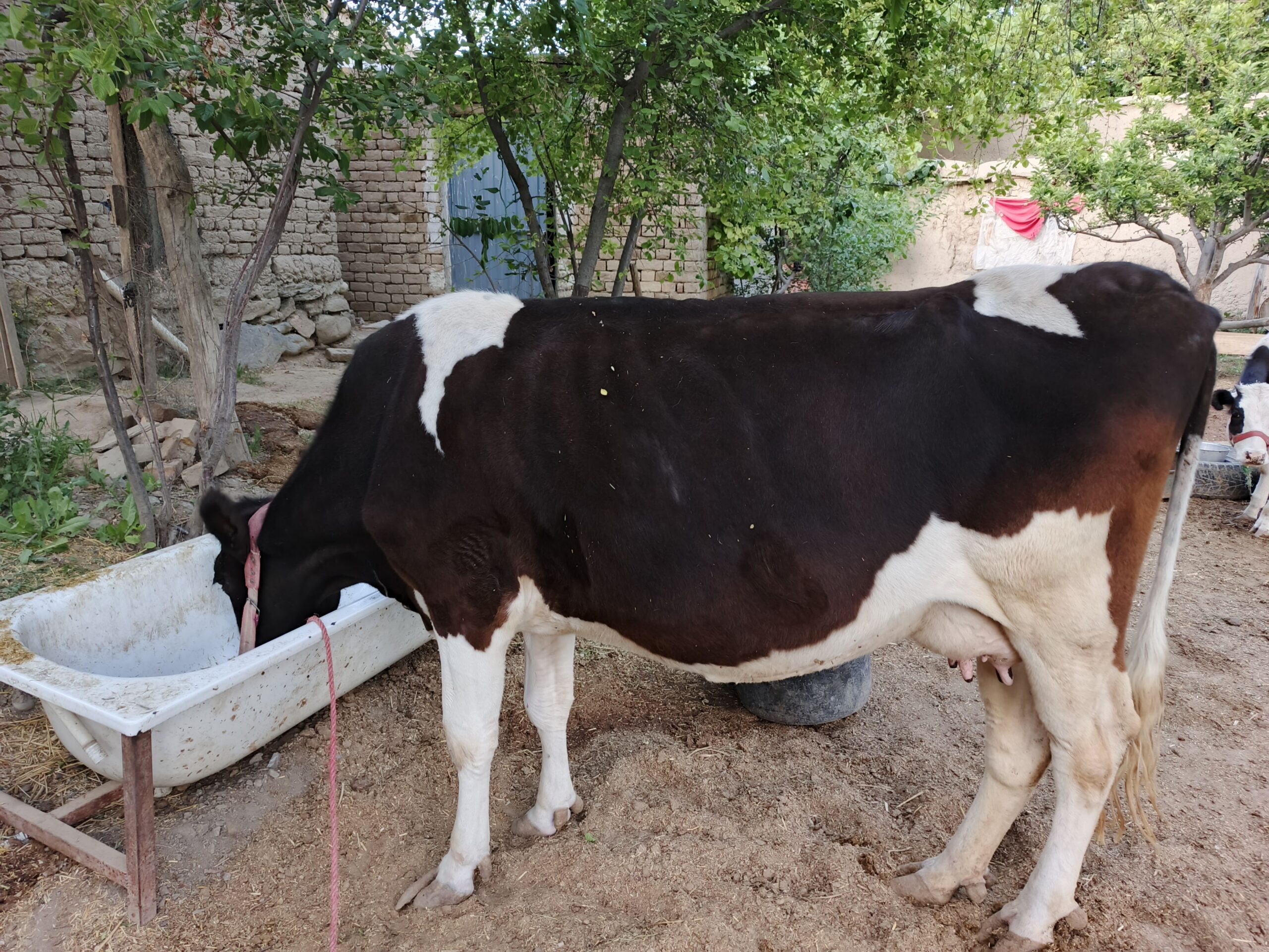 گاو زراعتی ایرانی اصلی