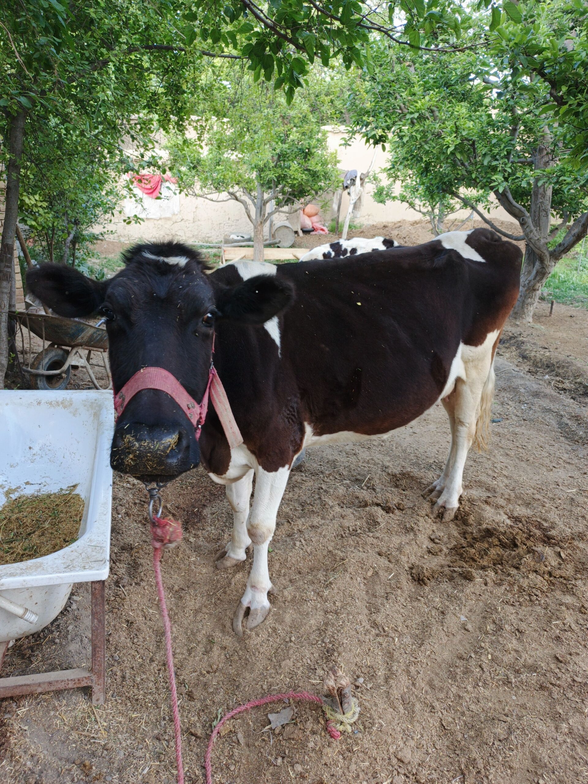 گاو زراعتی ایرانی اصلی