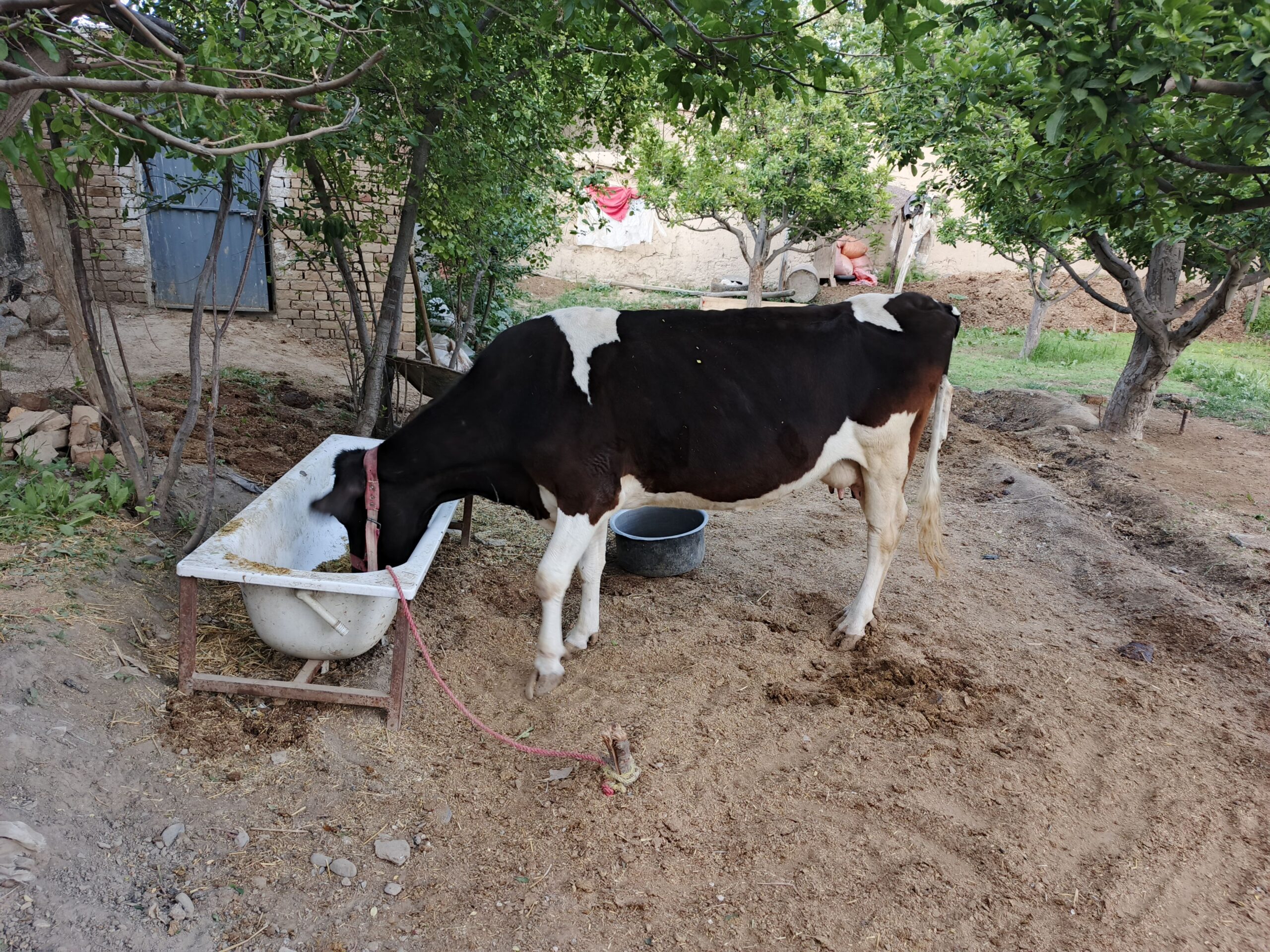 گاو زراعتی ایرانی اصلی