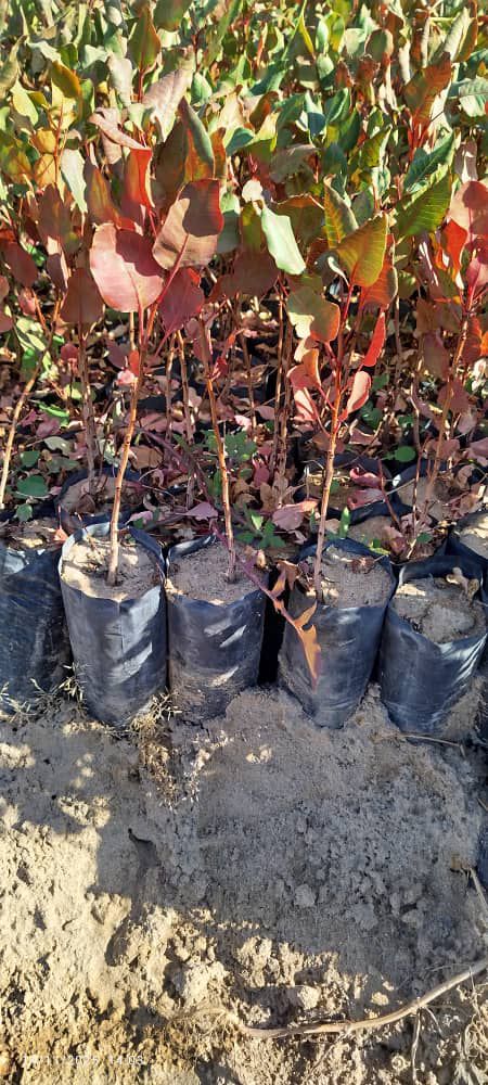 نهالستان انواع نهال پسته انارو…