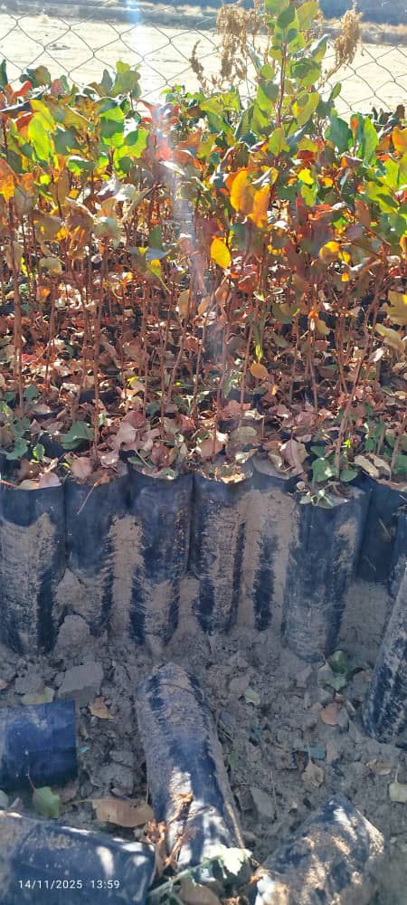 نهالستان انواع نهال پسته انارو…