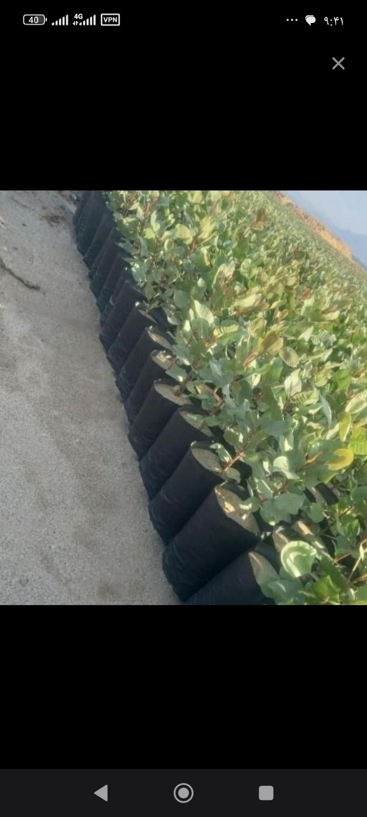 نهالستان انواع نهال پسته انارو…