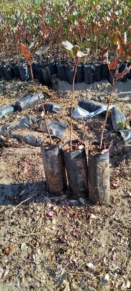 نهالستان انواع نهال پسته انارو…