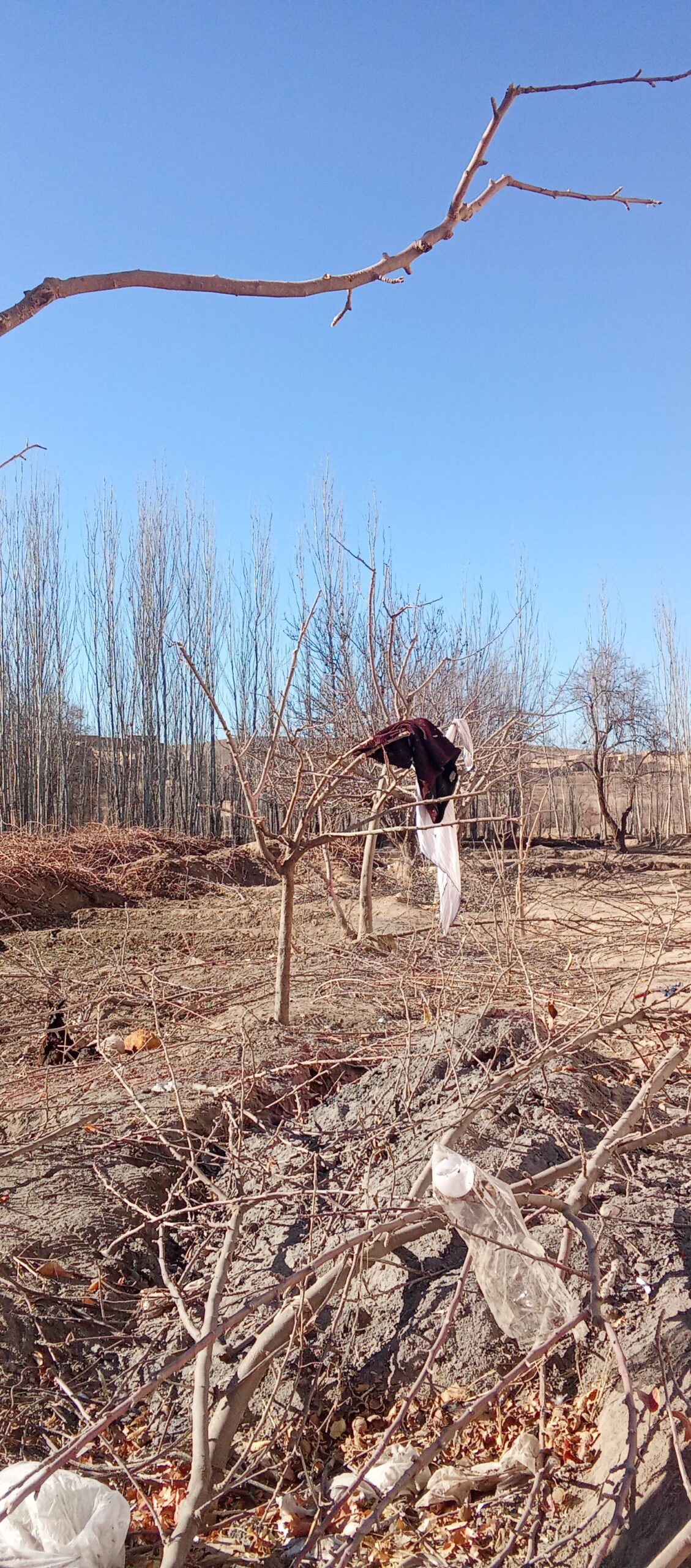 هرس درخت ها