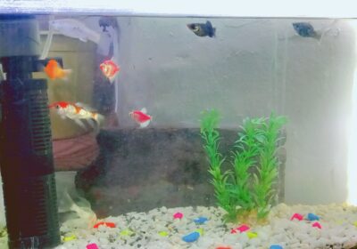 04d42dc9-aa77-4876-9bd5-a3925568dc10