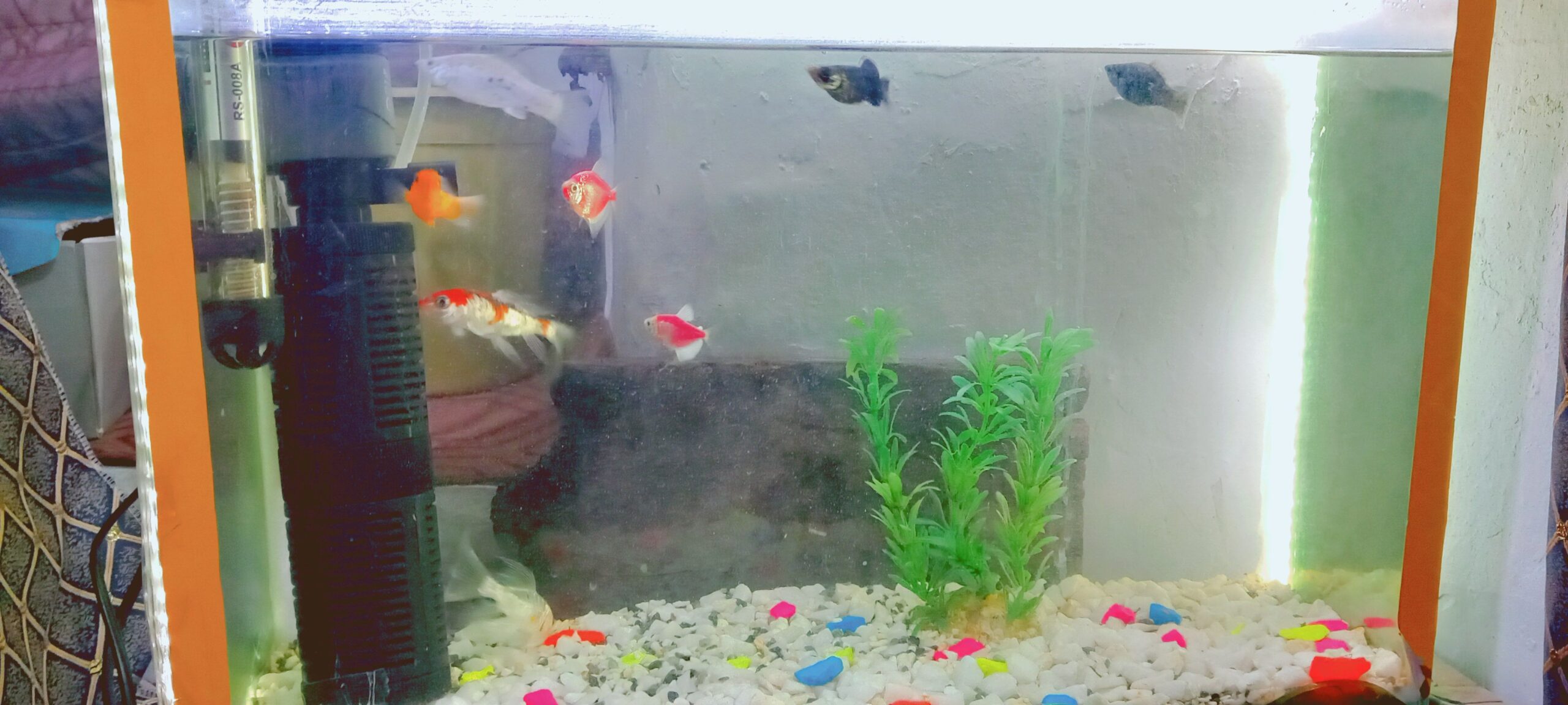 آکواریوم فروشی با ماهی های زینتی